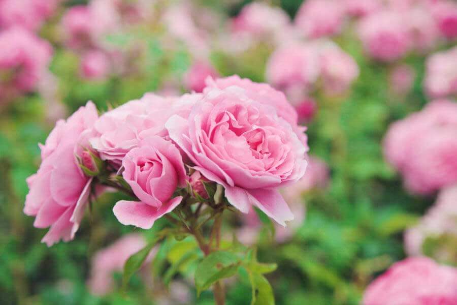 Tips for Growing Roses in Arizona