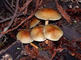 Mushrooms growing in the yard