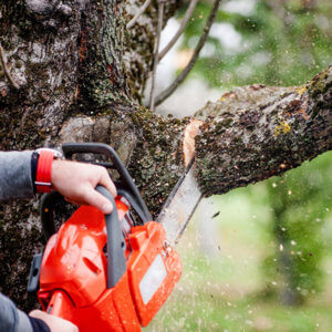 Tree services. A chainsaw cuts a tree limb