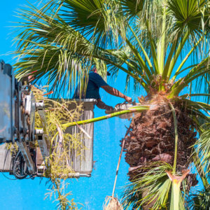 Man cutting palm tree limb. Tree services in Tucson