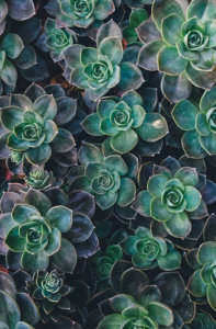 What are the best succulents for outdoors