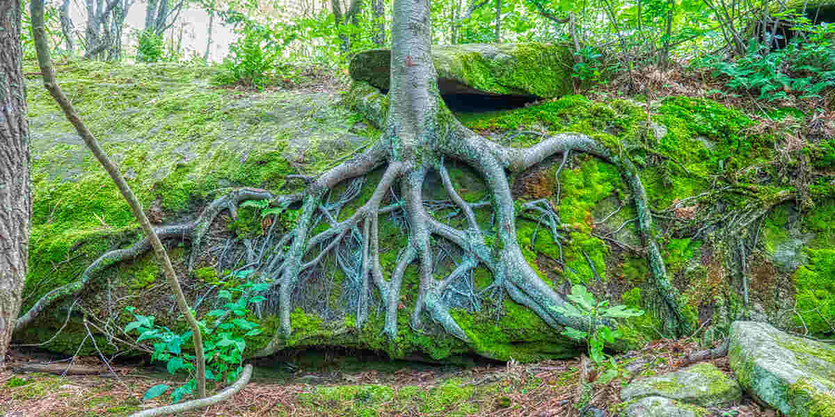 tree with exposed roots
