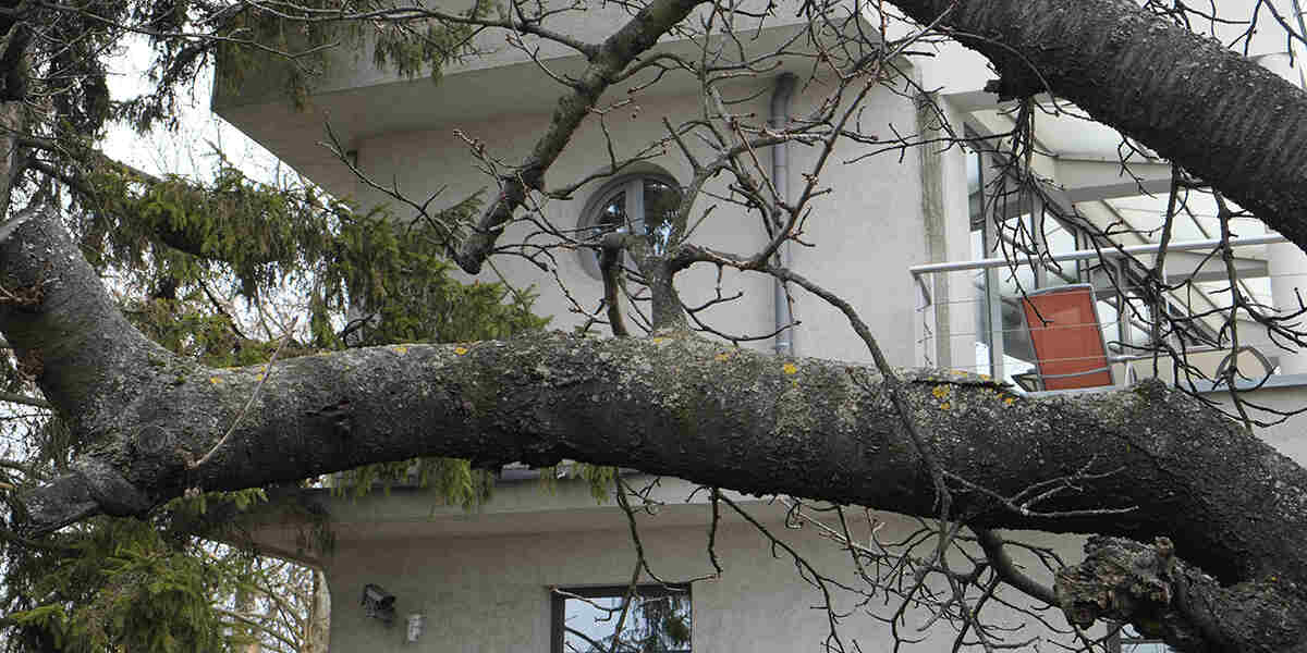 signs a tree needs to be removed