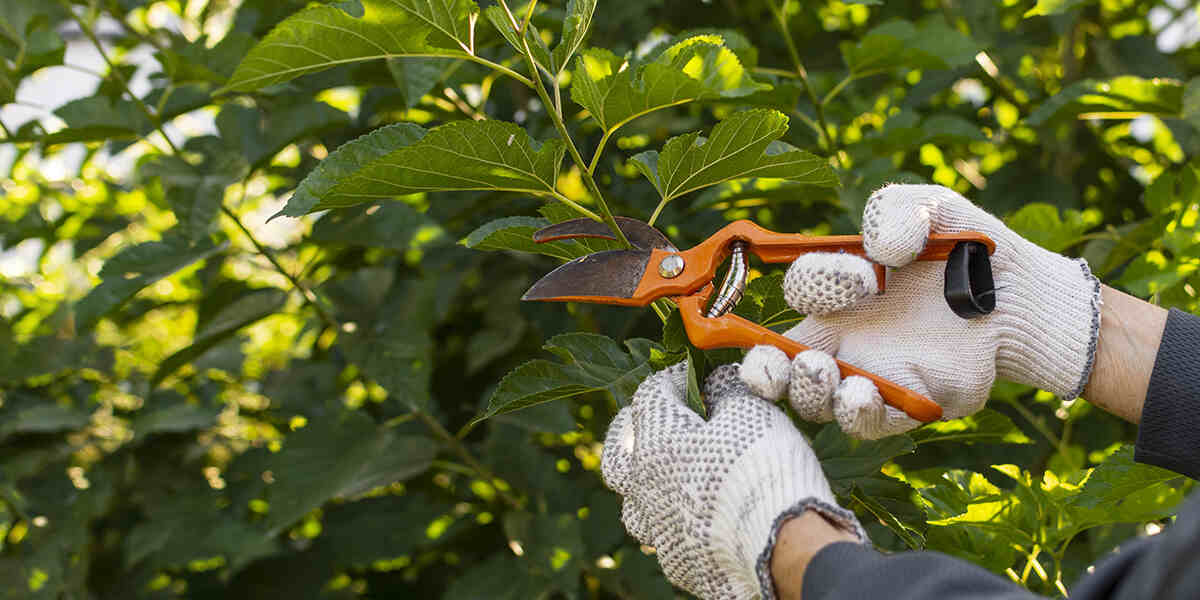tree pruning vs trimming