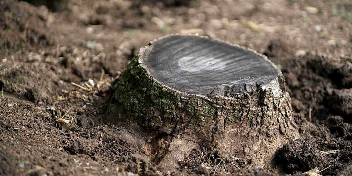 how long does it take to grind a stump